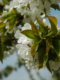 Cherry Tree Blossoms In 2020 Plant Leaves Plants Blossom