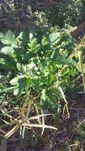 Versare la quantità desiderata di cime di rapa ancora surgelate in acqua bollente e salata. Le Cime Di Rapa Selvatiche Silvio Cicchi