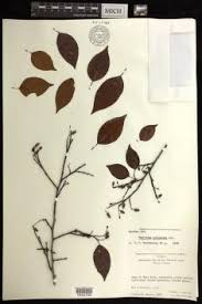 Image result for Maprounea