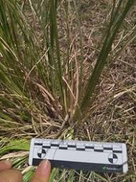 Image result for Eragrostis plana