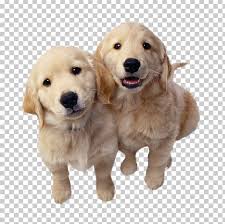 He is house trained and sleep indoors. Golden Retriever Puppy Labrador Retriever Dachshund Labradoodle Png Clipart Animals Breed Carnivoran Cat Companion Dog Free