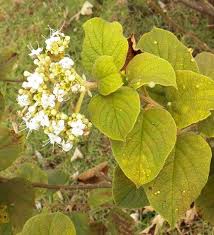 Image result for Cordia sp.A.