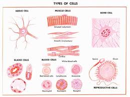Cell The Fundamental Unit Of Life Cell Biology Tissue Biology Cells And Tissues