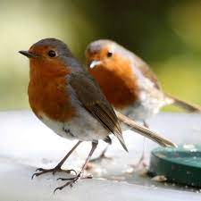 The Robins Are Back Robin Bird Beautiful Birds Pet Birds