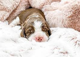 English Springer Spaniel Puppies For Sale In California Pet Breeder Spaniel Puppies For Sale Springer Spaniel Puppies Spaniel Puppies