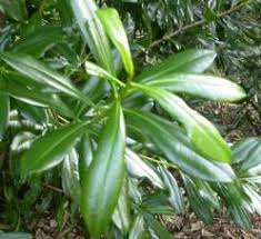 Image result for Warburgia