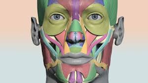 interactive 3d color coded head muscle chart on sketchfab