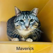 Maverick is enjoying the good life in his new forever home! Visit our other  cats up for adoption at PetSmart, Somers Point and Petco, Egg Harbor  Township. Individual meet-and-greets are available! ·