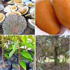 Kami juga mèmbekal semua jenis durian termasuk duri hitam/d99/d168 ioi / dan pelbagai lagi jenis pokok benih durian. Anak Pokok Durian Duri Hitam Hybrid Shopee Malaysia