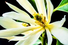 Untuk tanaman cempaka bisa dipanen saat tanaman telah berumur 1 tahun. 4 Jenis Bunga Cempaka Yang Mungkin Belum Anda Ketahui Artikel Pertanian Terbaru Berita Pertanian Terbaru