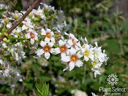 Image result for Pycreus xantholepis