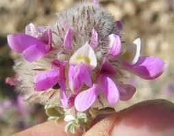 Image result for Indigofera pulchra