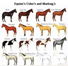 Free Horse Pictures To Color Coat Colors And Markings Of