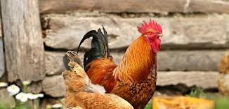 Tahi ayam segar, 100% tahi ayam adalah dari reban sistem sangkar dimana tahi ayam dikeluarkan secara auto setiap hari.di samping itu, kami juga menggunakan tahi ayam dari probac+ adalah baja organik (fermented chicken manure) diperkaya dengan efektif mikrob/bokashi iaitu campuran unik. Kreatif Sweden Sembur Tahi Ayam Sekitar Bandar Elak Orang Berkumpul Remaja