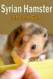 13 syrian hamsters types hamsters portal. Syrian Hamster Small Pet Buddy