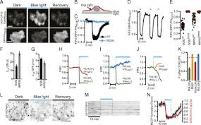 Large hydrophilic molecules cannot pass through the membrane ie: Optogenetic Control Of Phosphoinositide Metabolism Pnas