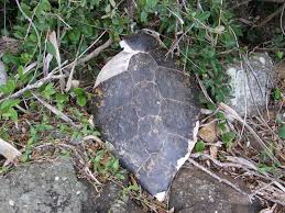 Here S A Green Sea Turtle S Shell That We Saw Being Attacked By A Tiger Shark On Christmas Day From Keswick Isla Sea Turtle Shell Green Sea Turtle Turtle Shell