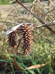 Image result for Carex lycurus
