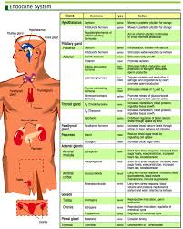 Hormones Great Chart For Nclex Endocrine System Nurse Clinical Chemistry