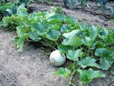 Pin On Jardinage Potager Fruits