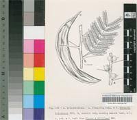 Image result for Acacia pilispina