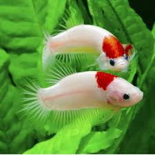 Plakat Tancho Koi Betta Siamese Fighting Fish In 2020 Betta Fish Types Betta Fish Koi Betta