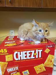 Meet Cheez It Animals And Pets R Aww