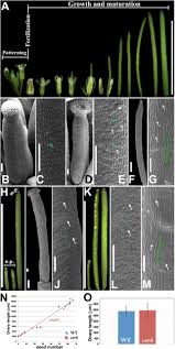 In plants, the rate and direction of cell growth depend on the balance between turgor pressure and the resistance of the cell walls to tensile stress  6, 7 . Growth Dynamics Of The Arabidopsis Fruit Is Mediated By Cell Expansion Pnas