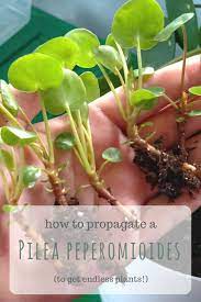 Propagating Pilea Peperomioides How To Propagate Your Chinese Money Plant Houseplant Central Chinese Money Plant Plants Propagating Plants
