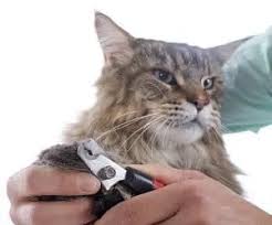 Take a paw in your hand and use your thumb and pointer finger to gently press down on the top and bottom of the paw on the joint just behind the claw. Why Do Cats Like Nail Files The Interesting Answer Faqcats Com