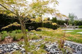 In summe waren es 7 bäume. Bereicherung Fur Jeden Garten Kleinwuchsige Baume Galanet