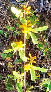 Image result for Grewia falcistipula