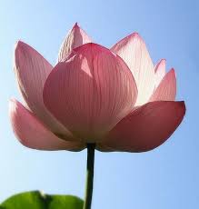 Pink Lotus Flower Meanings And Symbolisms Lotus Flower Meaning Pink Lotus Flowers