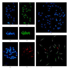 Image result for Andropogon canaliculatus