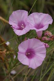 Image result for Convolvulaceae