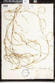 Image result for Marsdenia cynanchoides