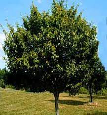 It can be found growing along stream banks and in moist woods in the wild. American Hornbeam Department Of Horticulture