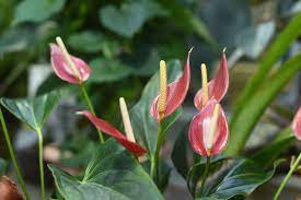 Anthurium Family Araceae Anthurium Flamingo Flower Alpine Plants
