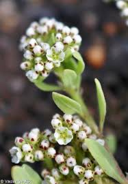 Image result for Corrigiola litoralis