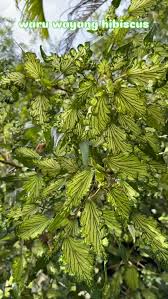 Image result for Selaginella afrorum