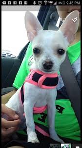 Lessons Learned From An Animal Control Officer Lost Dogs Illinois Animals Online Dog Training Animal Control