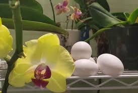 Not all fertilizers are created equally. Are Eggshells Good Fertilizers For Orchids Orchideria Orchid Fertilizer Orchid Plant Care Orchids