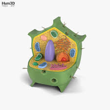 Check spelling or type a new query. Plant Cell 3d Model Life And Leisure On Hum3d