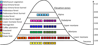 Image result for Rutidea fuscescens