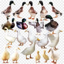 Check spelling or type a new query. Bebek Itik Buruk Rupa Angsa Gambar Png