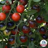 Image result for how do you know when midnight snack tomatoes are ripe