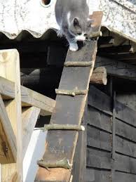 Cat Ladder With Small Tree Branches In Denmark Photo Lebbeliv Set Fra Provinsen Cat Ladder Cat Playground Outdoor Cat Playground