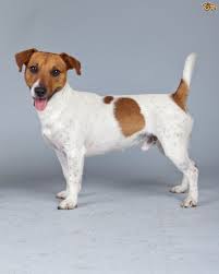 Black And White Jack Russell Terrier Lab Mix Jack Russell Google Search Dzhek Rassel Terer Dzhek Rassel Sobaka Dzhek Rassel
