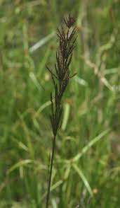 Image result for Arundinella