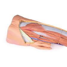 Originates from the clavicular head. 3d Leg Model With Male Pelvis Superf Dissection Erler Zimmer Mp1818